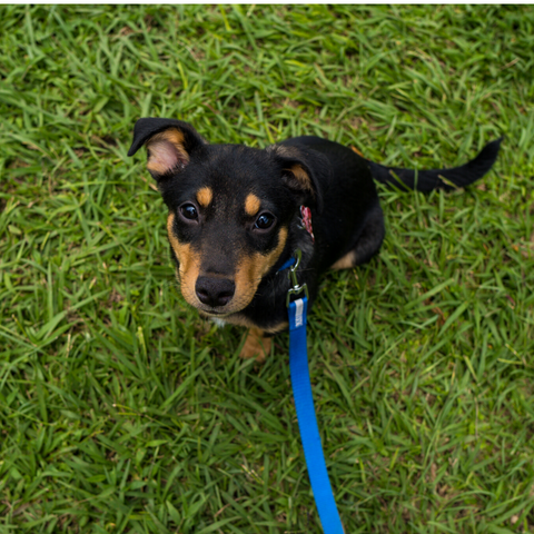 Are Dogs Allowed In Public Parks In India? Here's Everything You Need To Know As A Pet Parent
