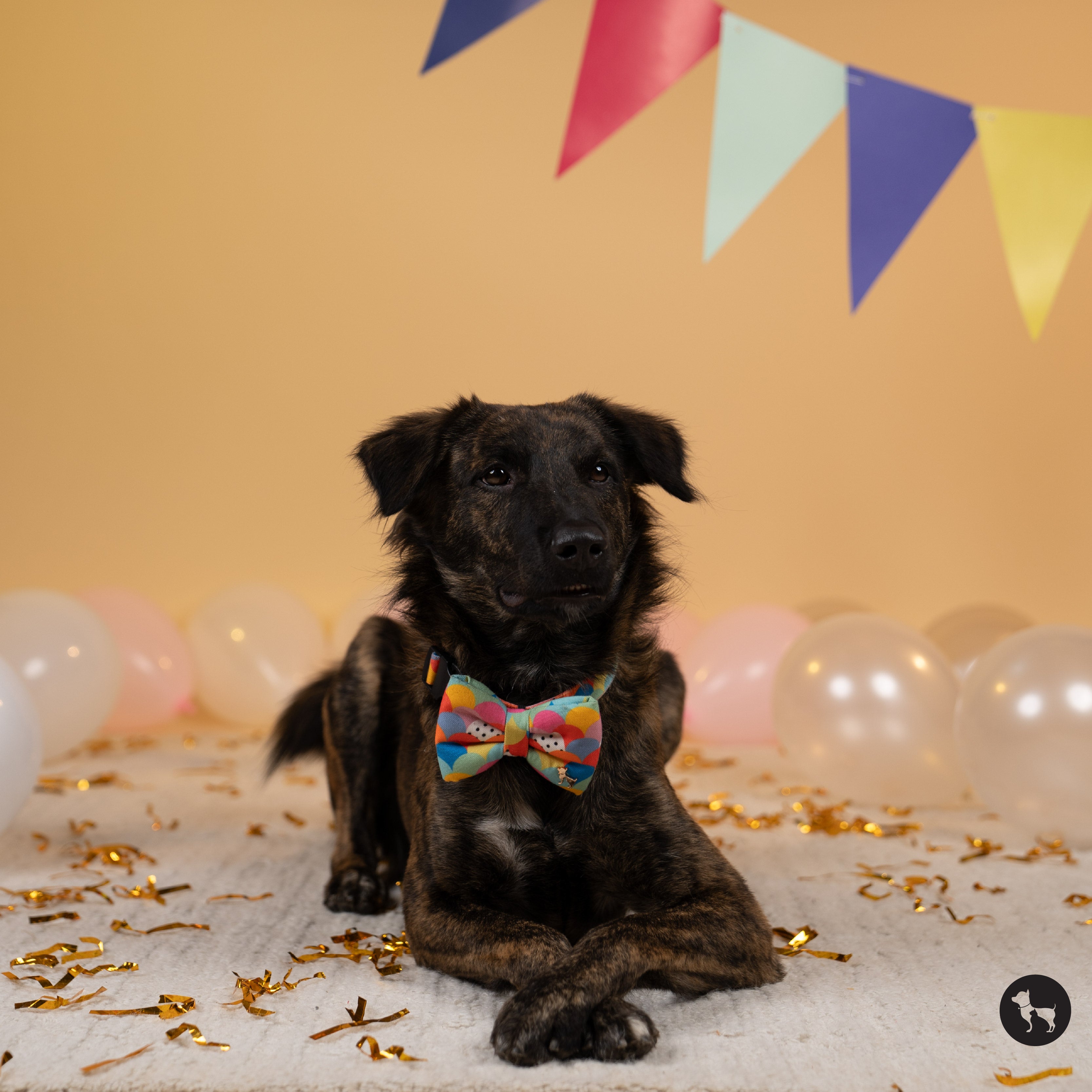 10 Pawsome and Fun Ways to Celebrate Your Dog’s Birthday