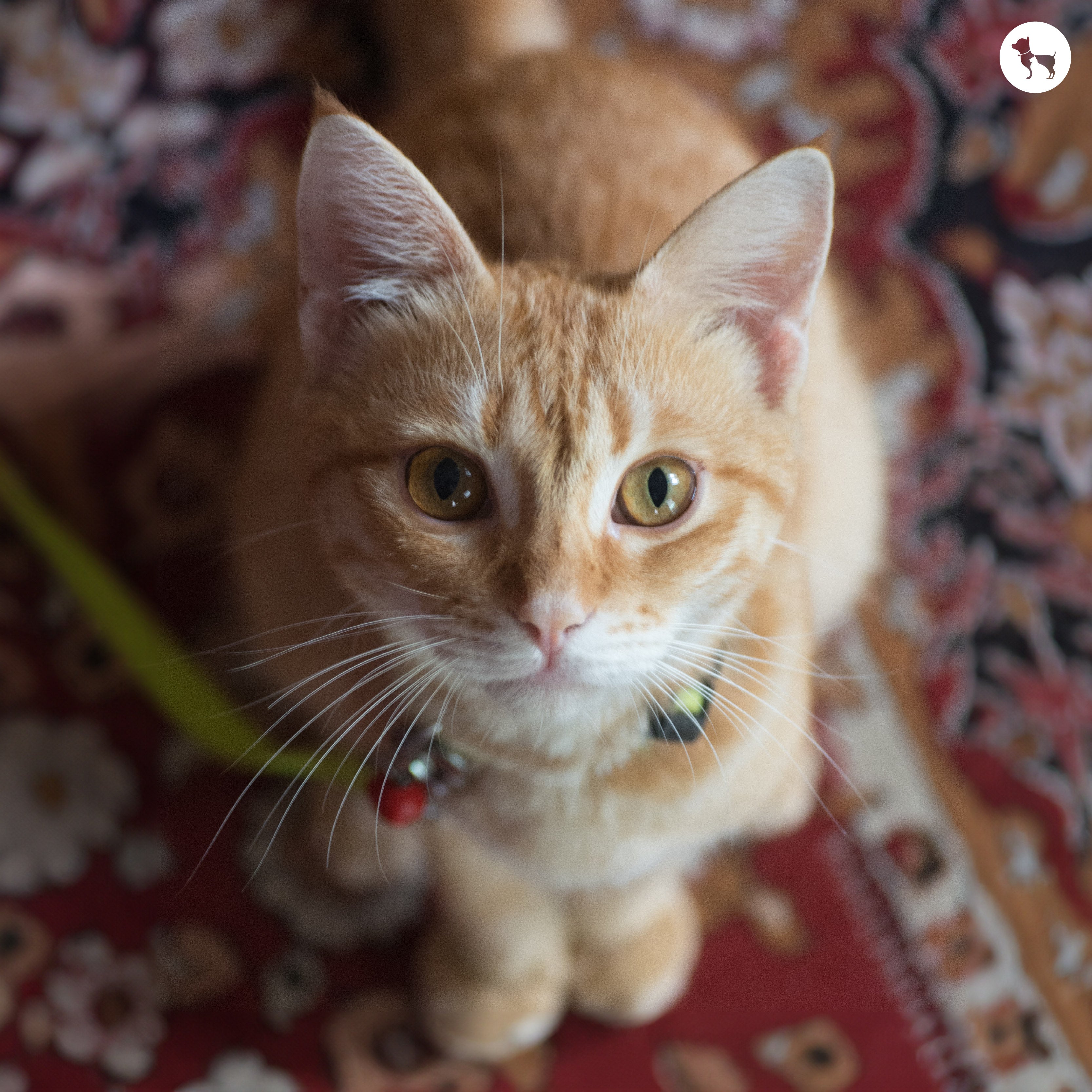 111+ Best Cat Names for Pet Parents in 2025