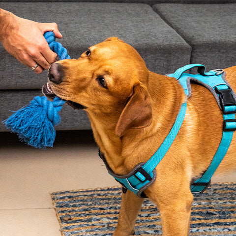 Fun And Engaging Indoor Activities To Keep Your Dog Entertained This Summer