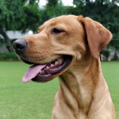 My Pet's 12 New Year Resolutions For 2023