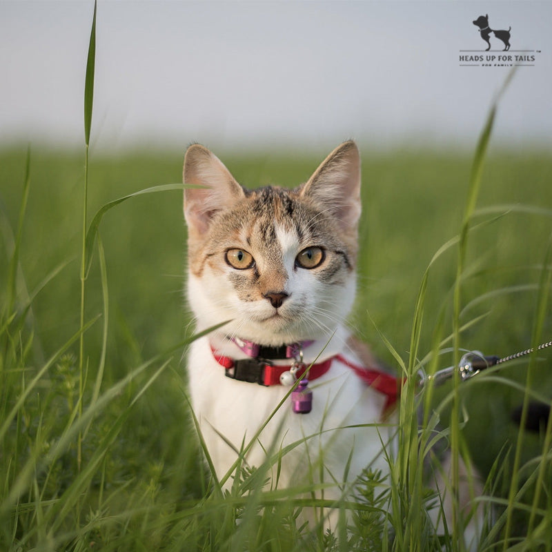 5 Tips For Letting Cats Out For The First Time