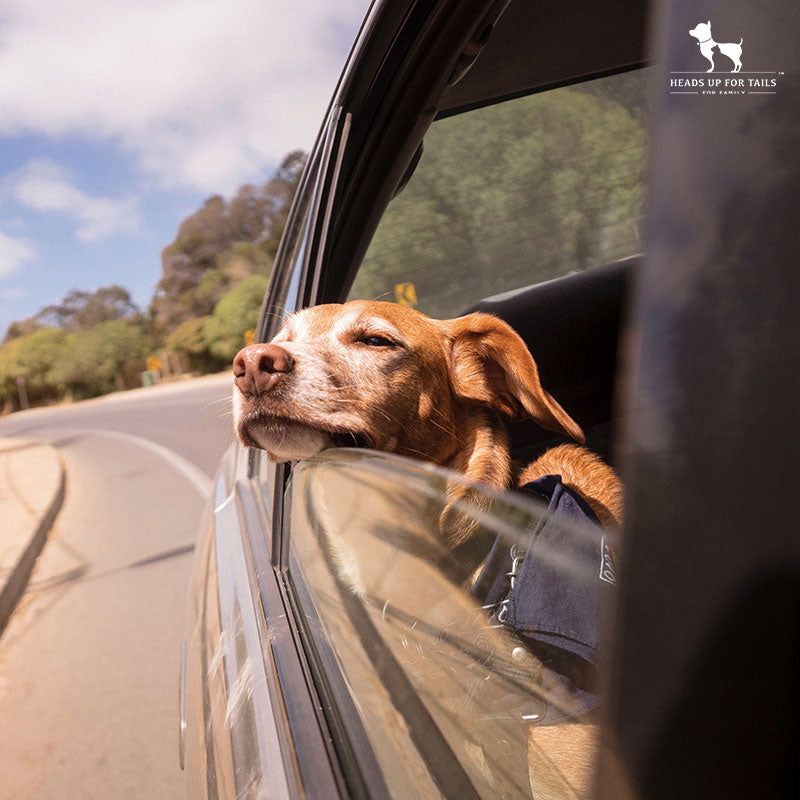 Travelling With Pets? Here Are The Essentials You Need!