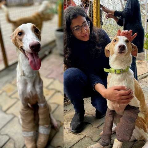 Thrown Off A Building & Badly Injured, Kismat Found His Forever Home In An Animal Shelter. Here's His Story!