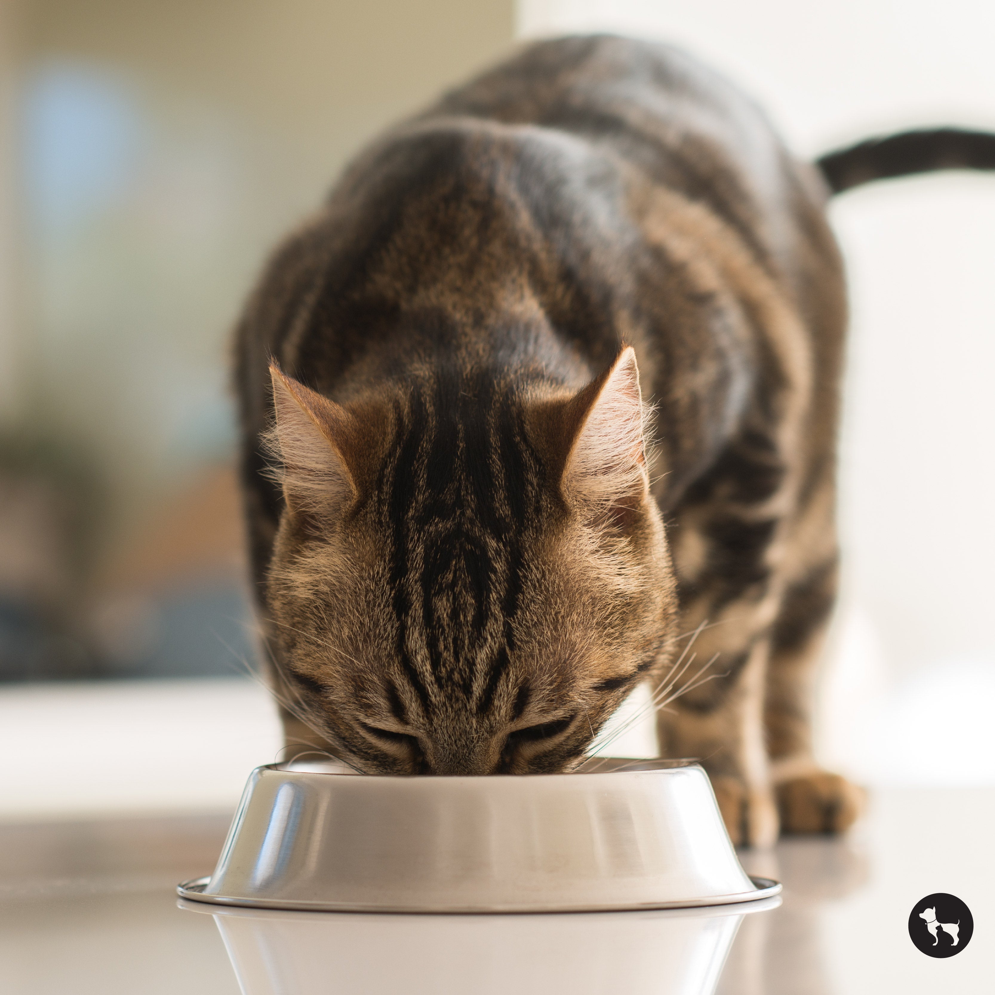 A Complete Guide to What Cats Should Eat