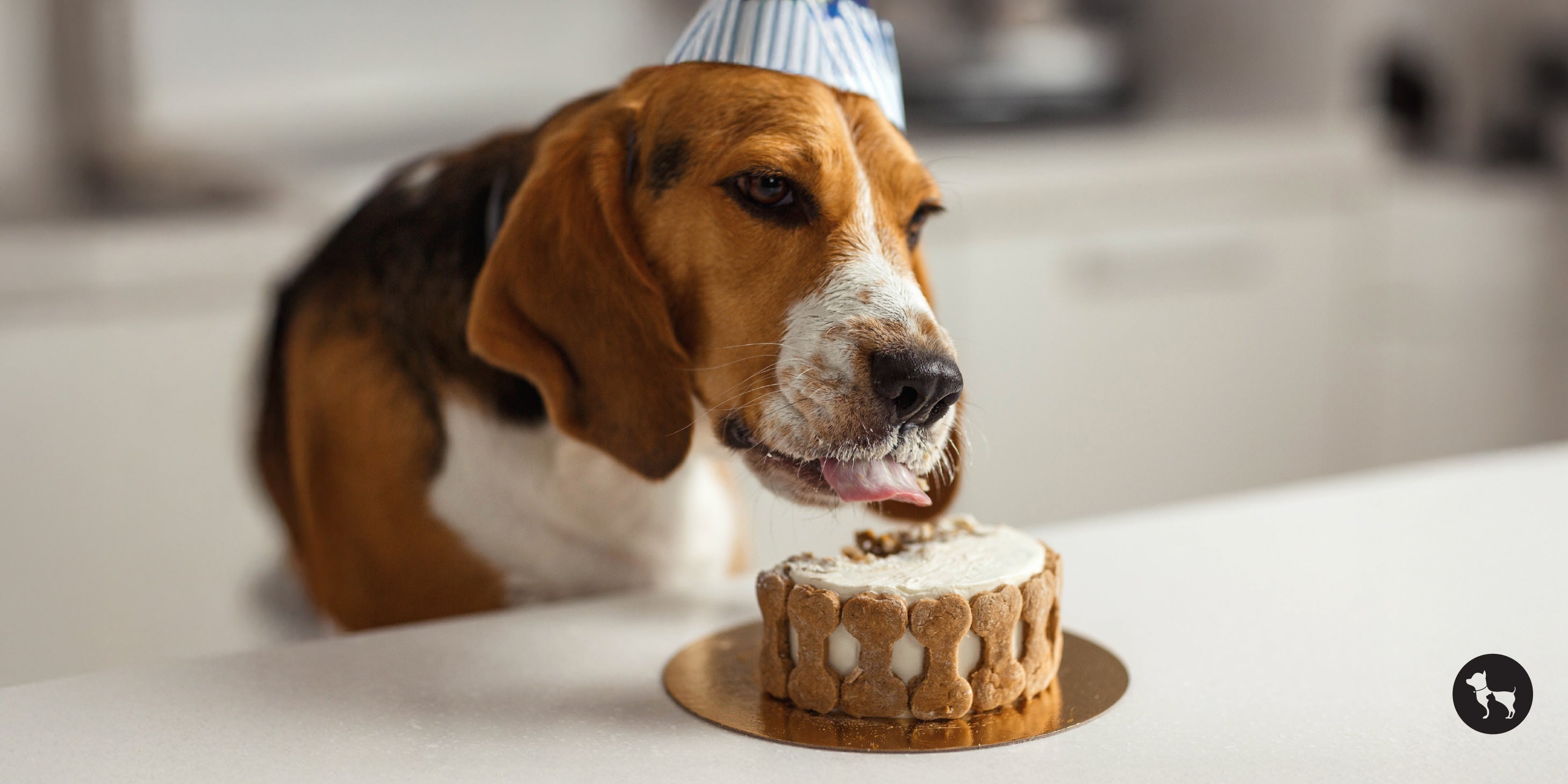 Easy Homemade Cake Recipe for Dogs Using HUFT Instant Cake Mix
