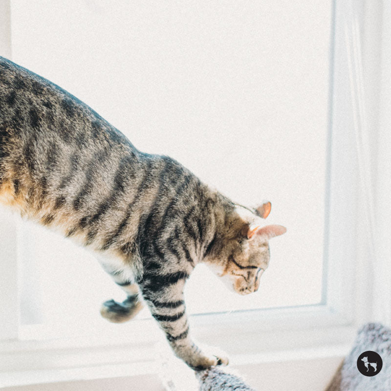 The Stages of a Heat Cycle in Cats: A Complete Guide