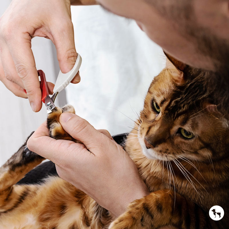 How to Trim Your Cat’s Nails at Home Safely