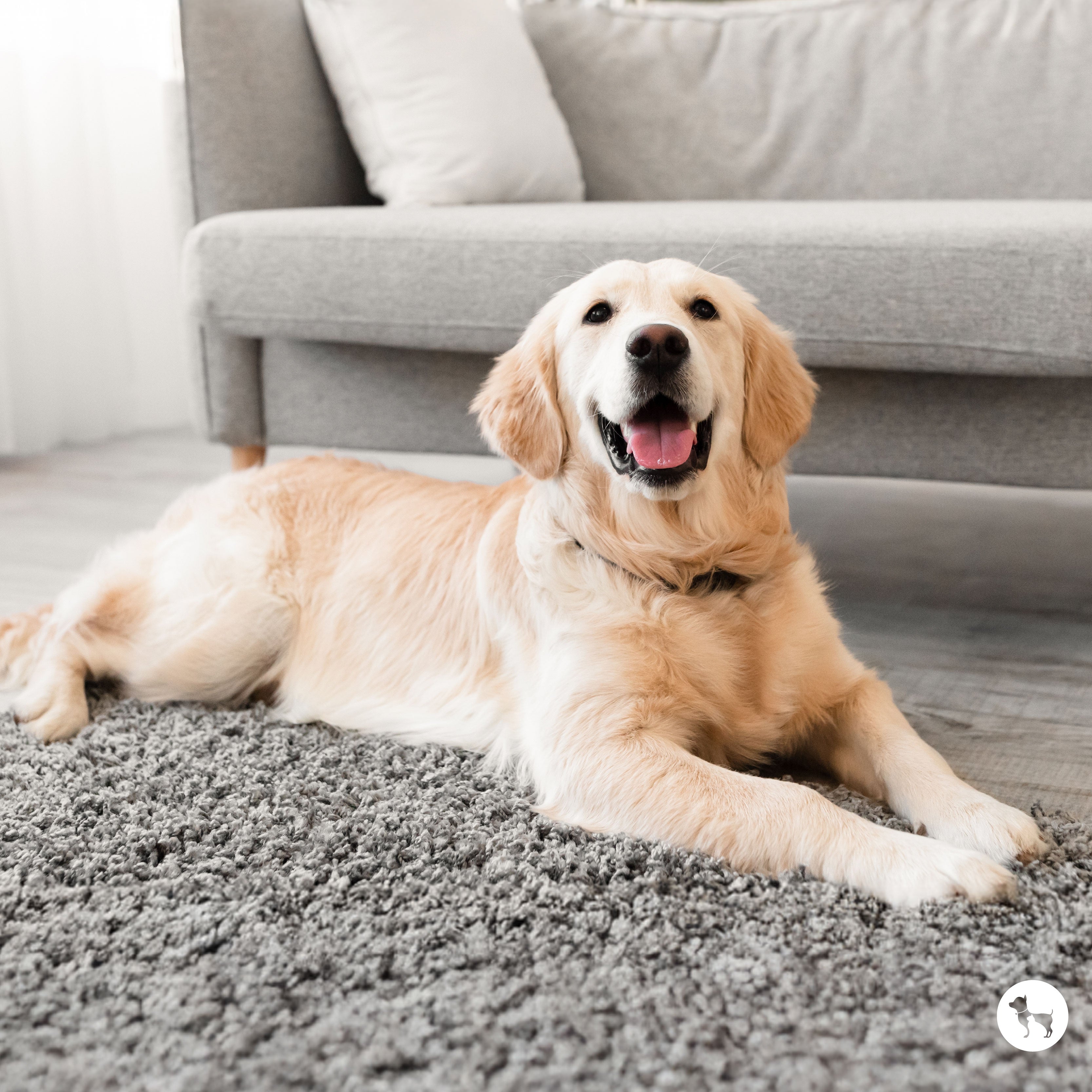 Best Small Dog Breeds for Apartments & Small Spaces