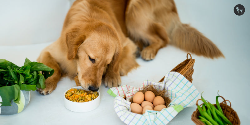 Nutrient-Rich and Natural: Exploring Fresh Food for Dogs