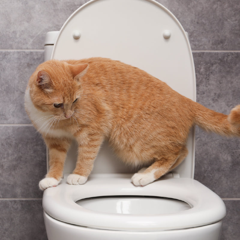 7 Simple Steps for Cat Toilet Training