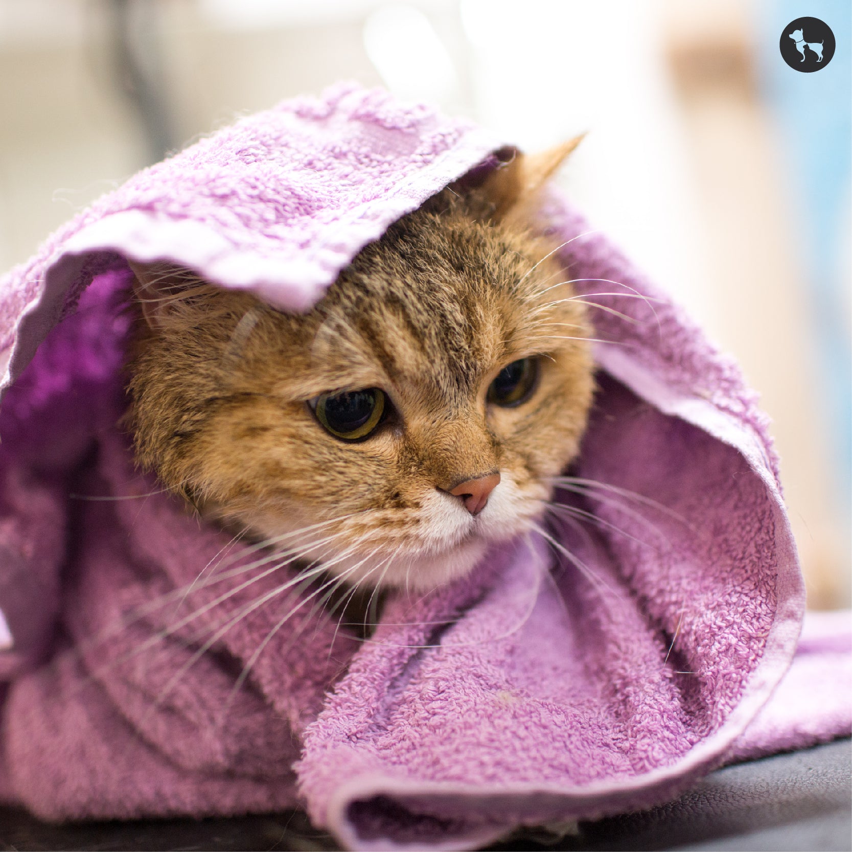 A cat's nine lives Clearance