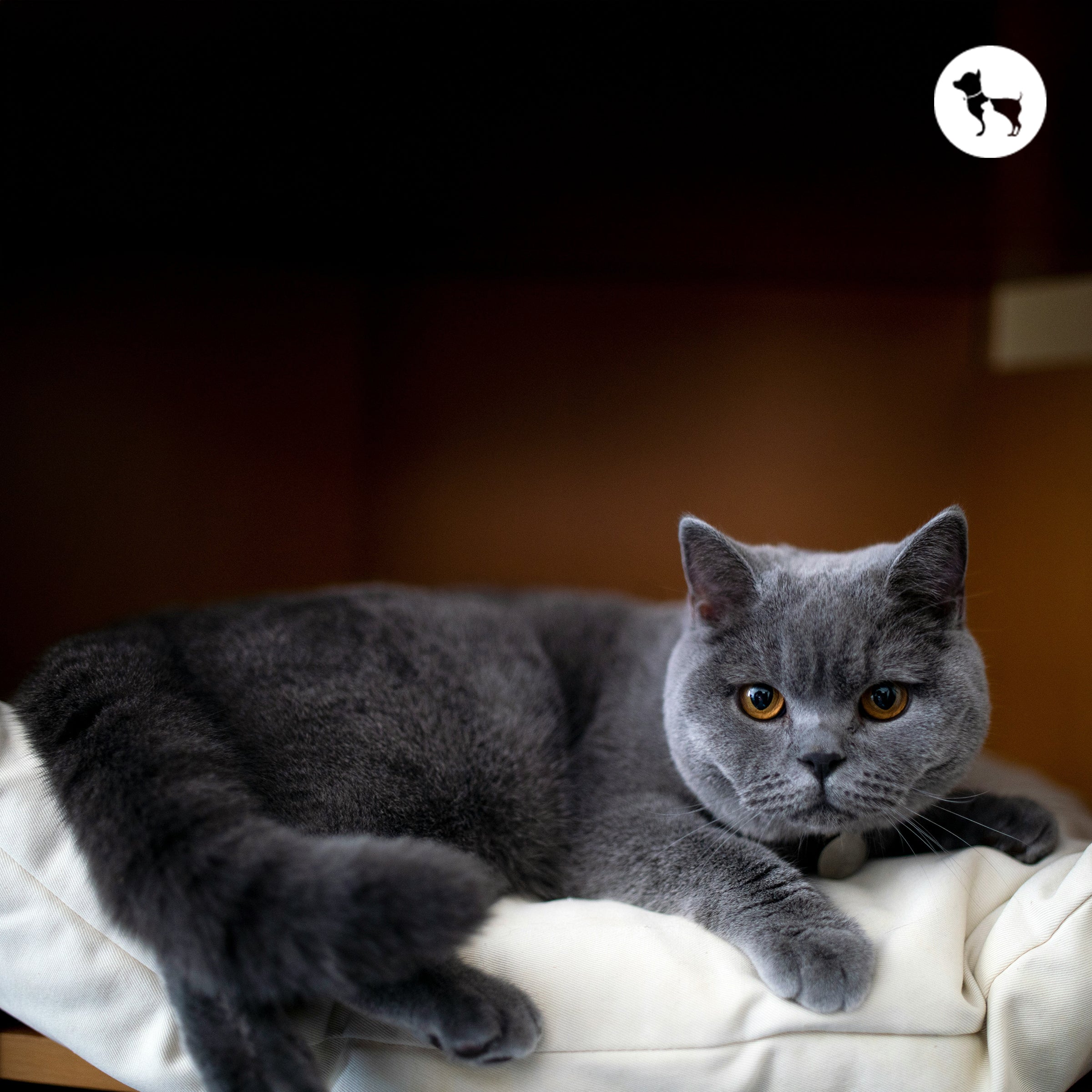 British Shorthair Cat