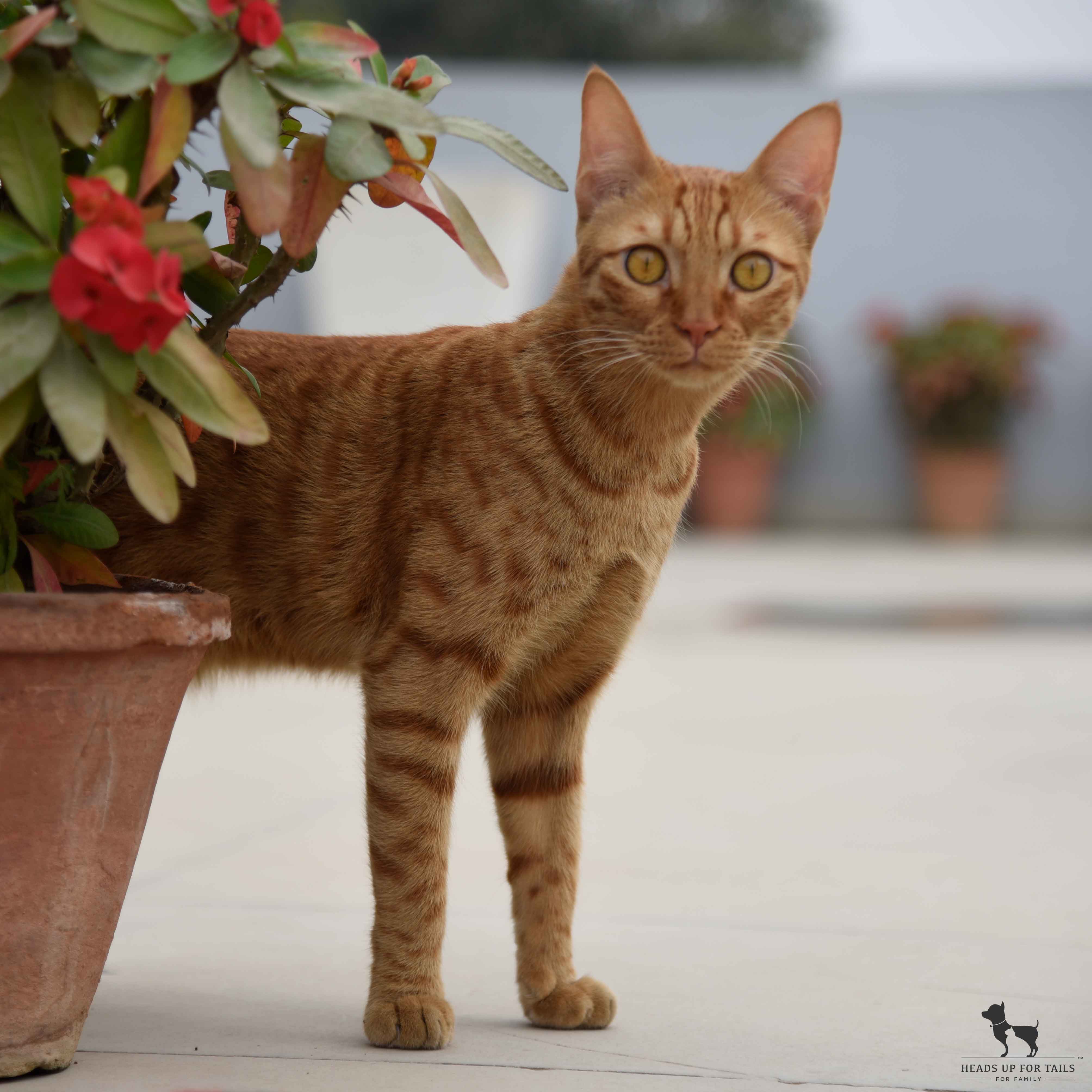 How To House Train And Communicate Better With Your Kitten