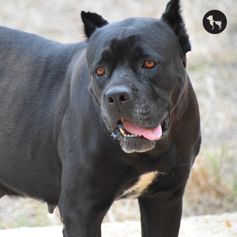 Cane Corso Dog Breed Information