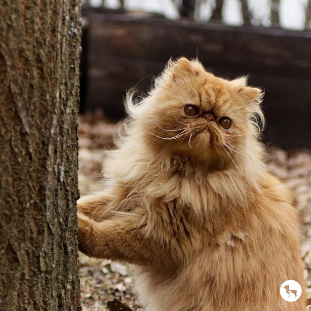 What is the Largest Cat Breed in the World: Ultimate Guide Revealed