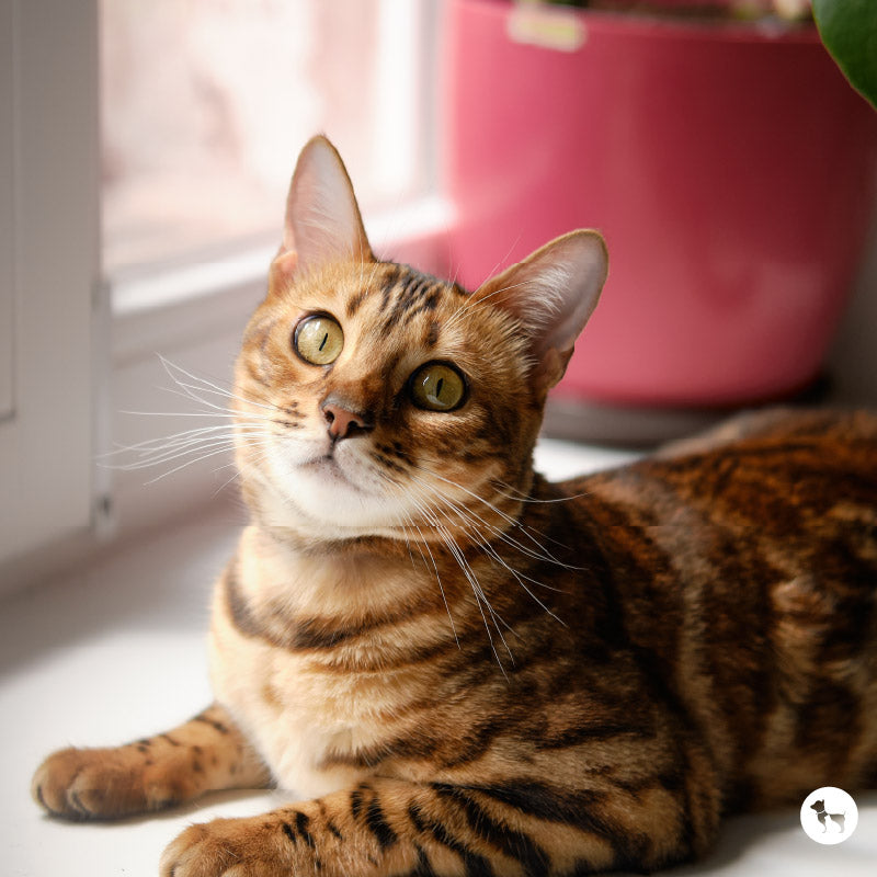 Cat Behaviour Problems & Solutions for Pet Parents