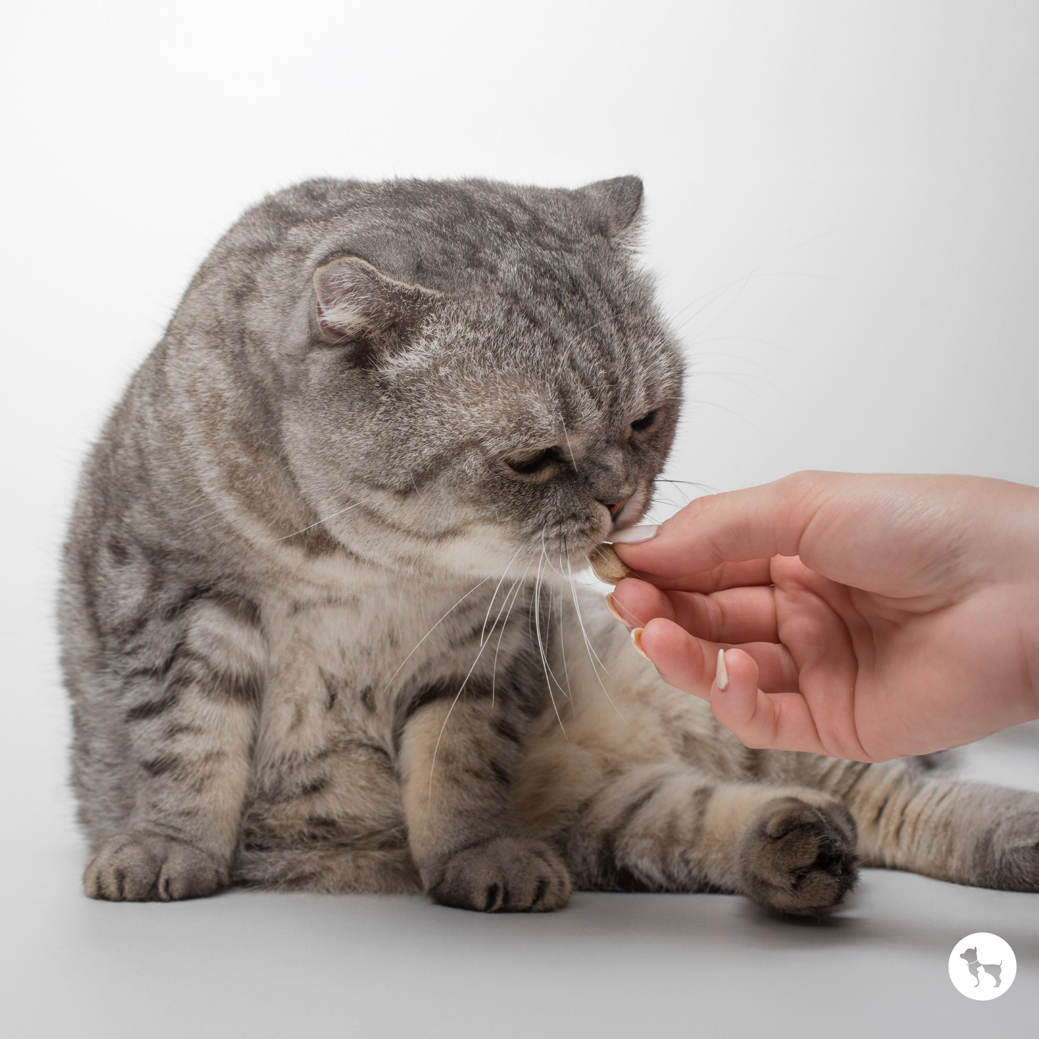 Cat Deworming Guide: How to Choose the Best Deworming Treatment
