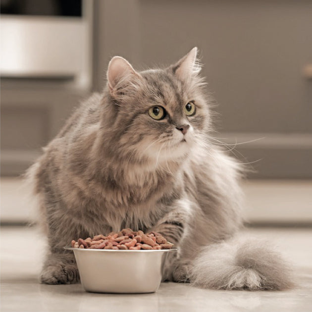The Cat Diet Guide Learn to Pick the Best Food for your Cat