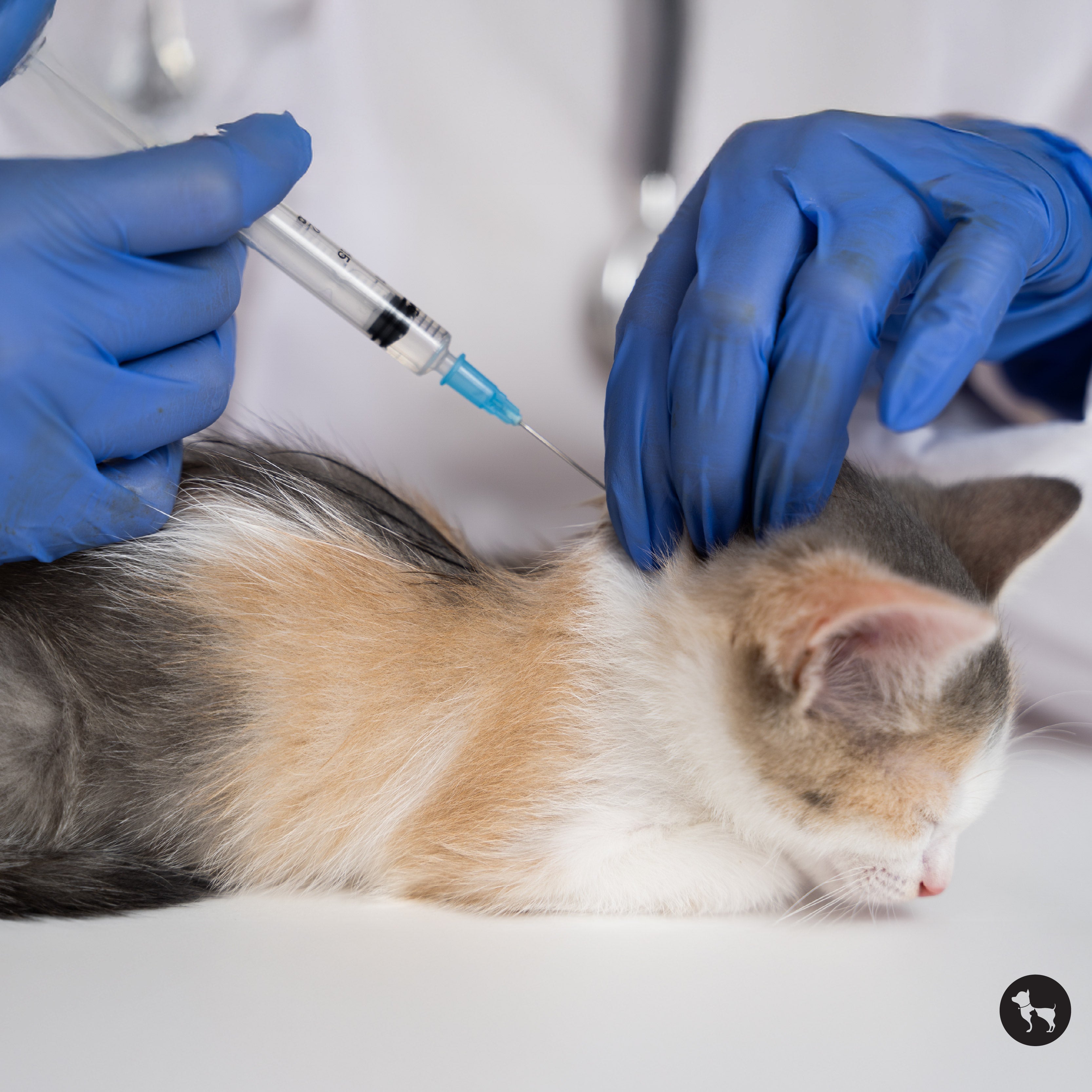 Cat Vaccination in India: Prices, Schedules and Why It is Essential