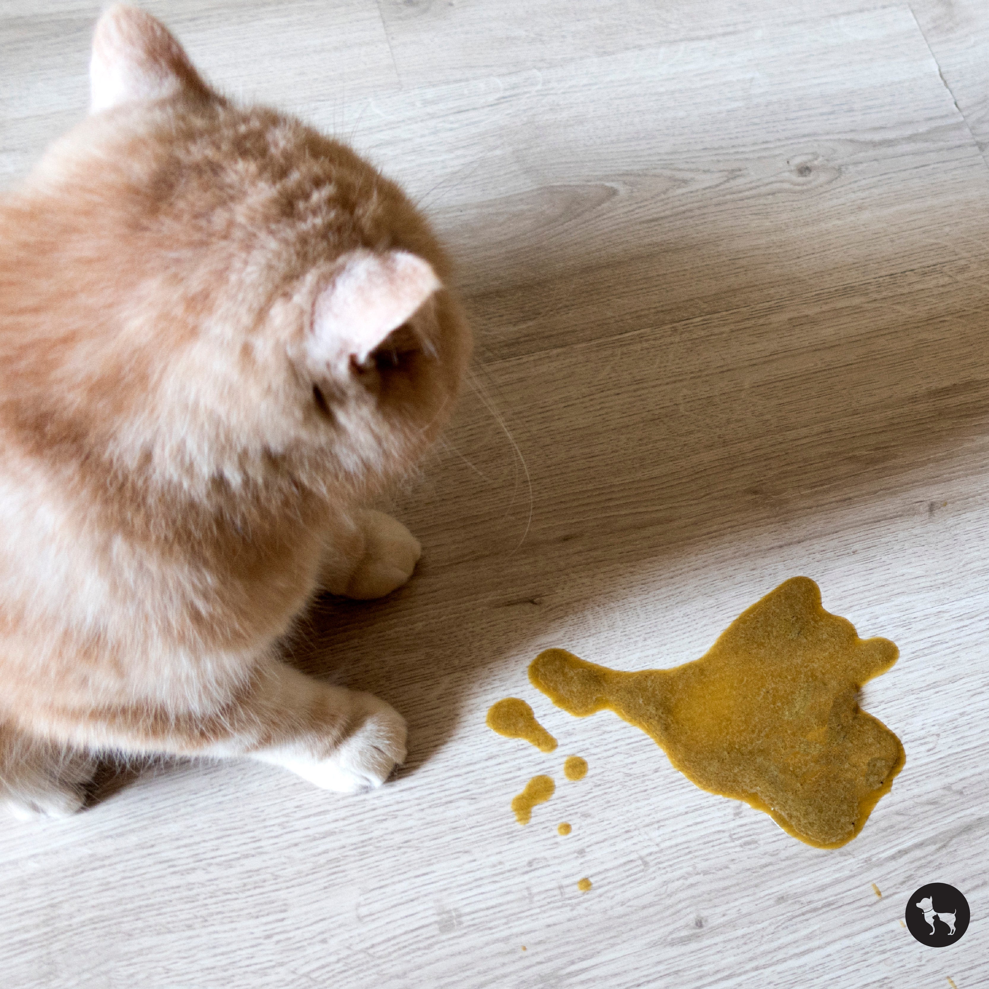 Cat Vomiting: Types, Common Causes and What to Do