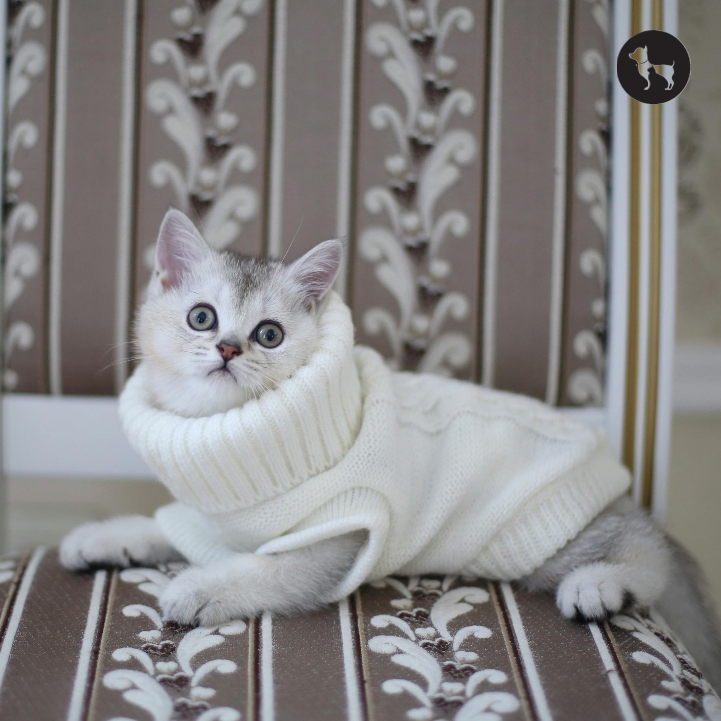 Cat Winter Care Tips