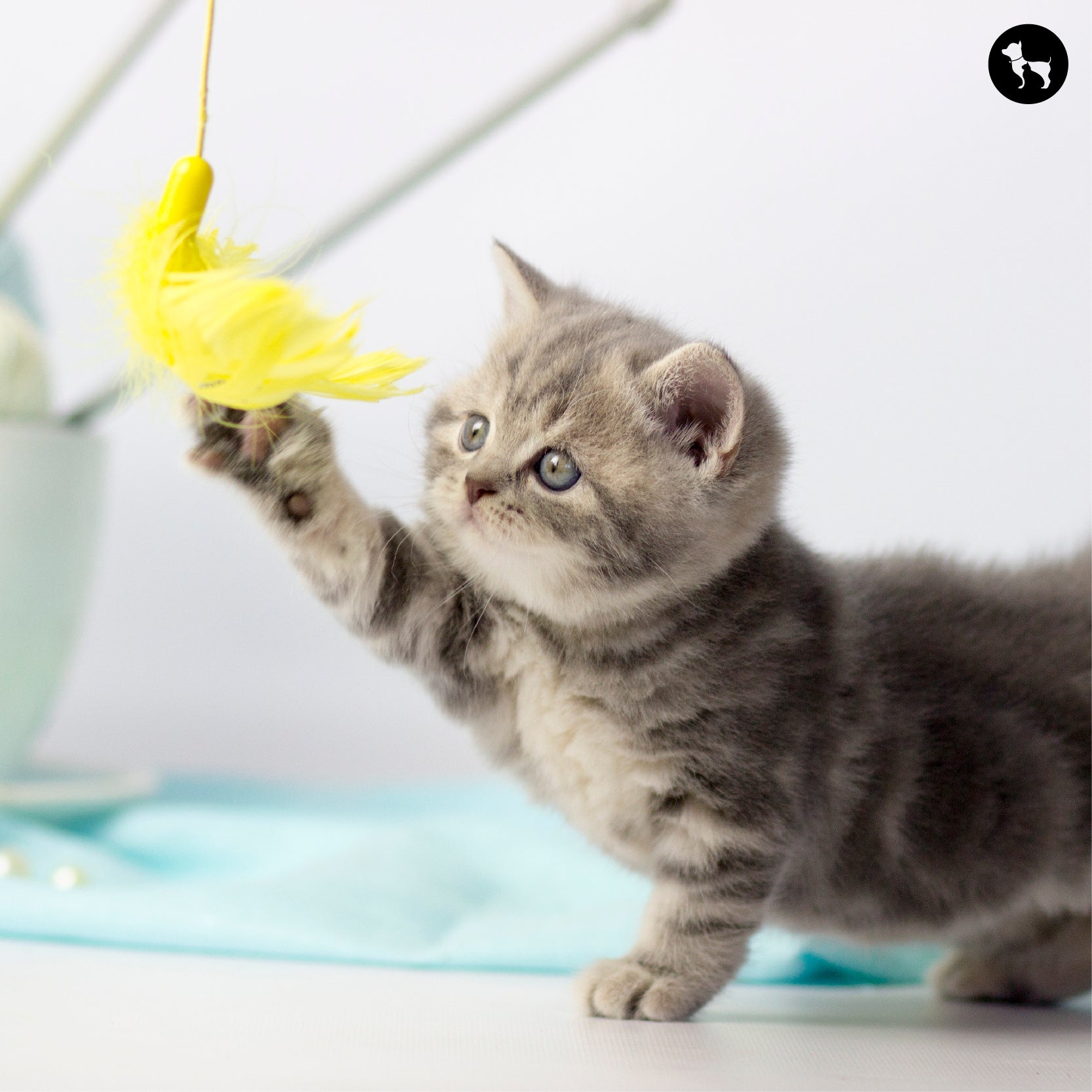 Best Toys To Keep Your Cat Happy And Engaged