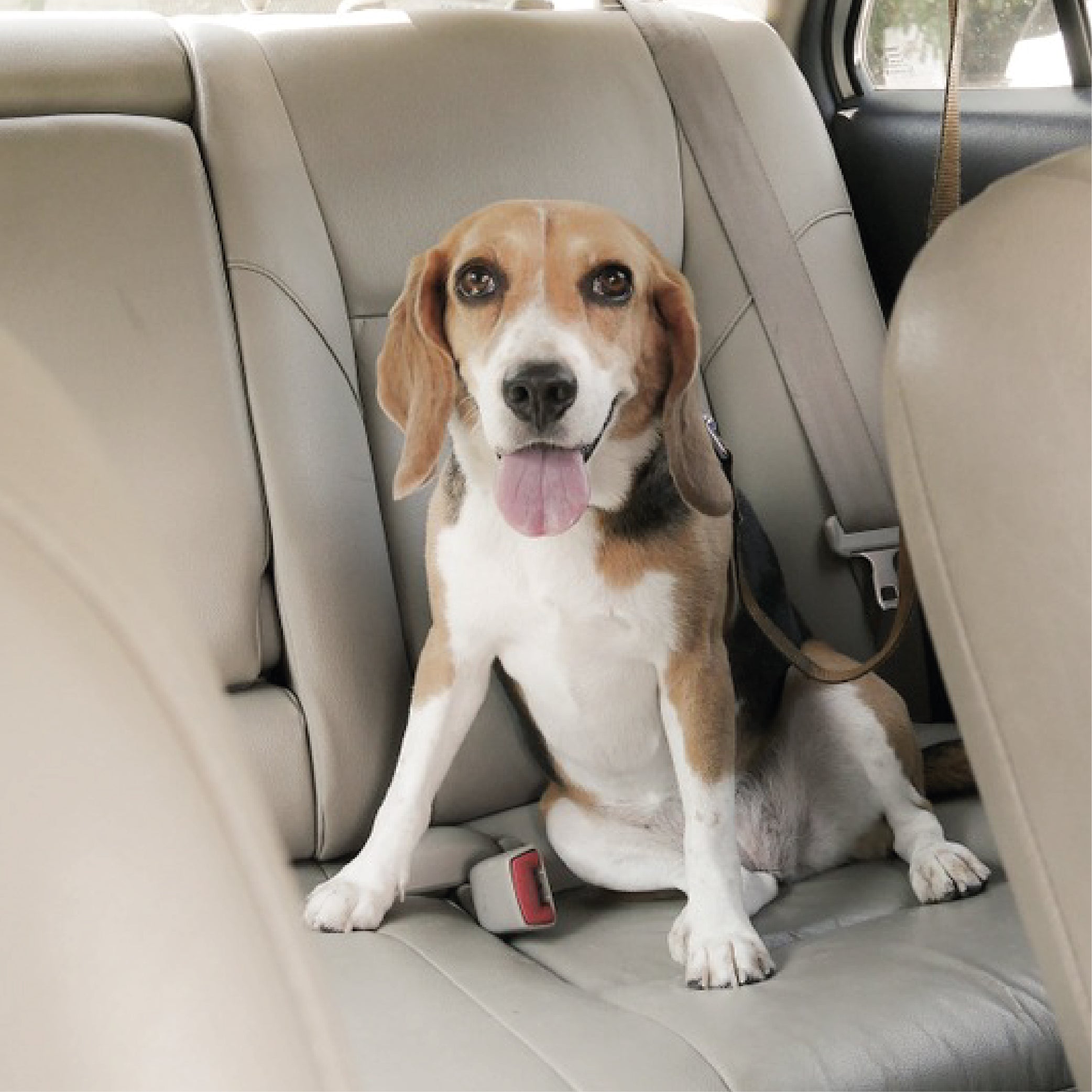 dog on car seat