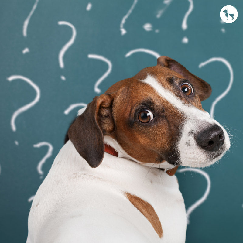 Decoding A Dog’s Mind: Does Your Pup Really Understand What You Say?