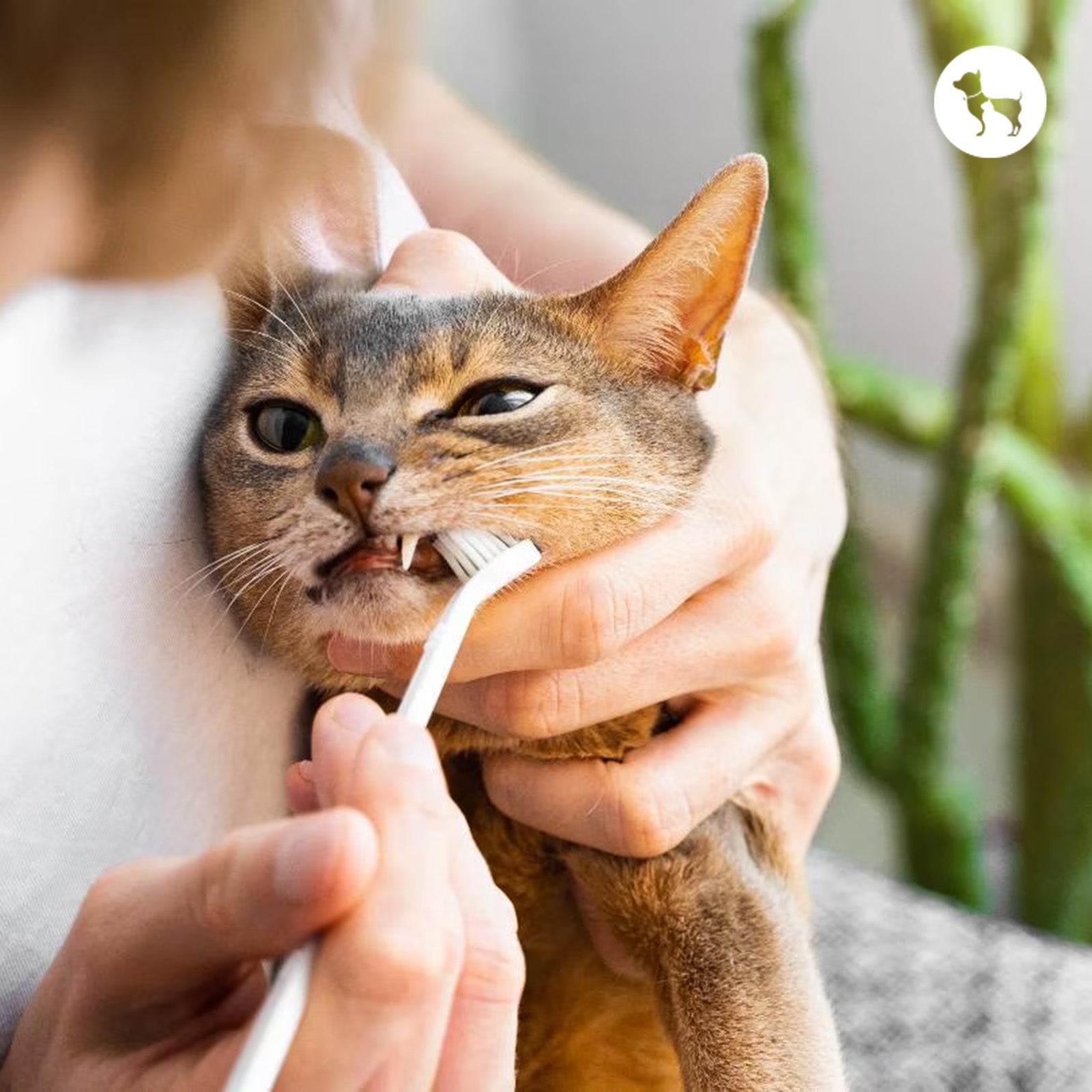 Dental Care for Cats