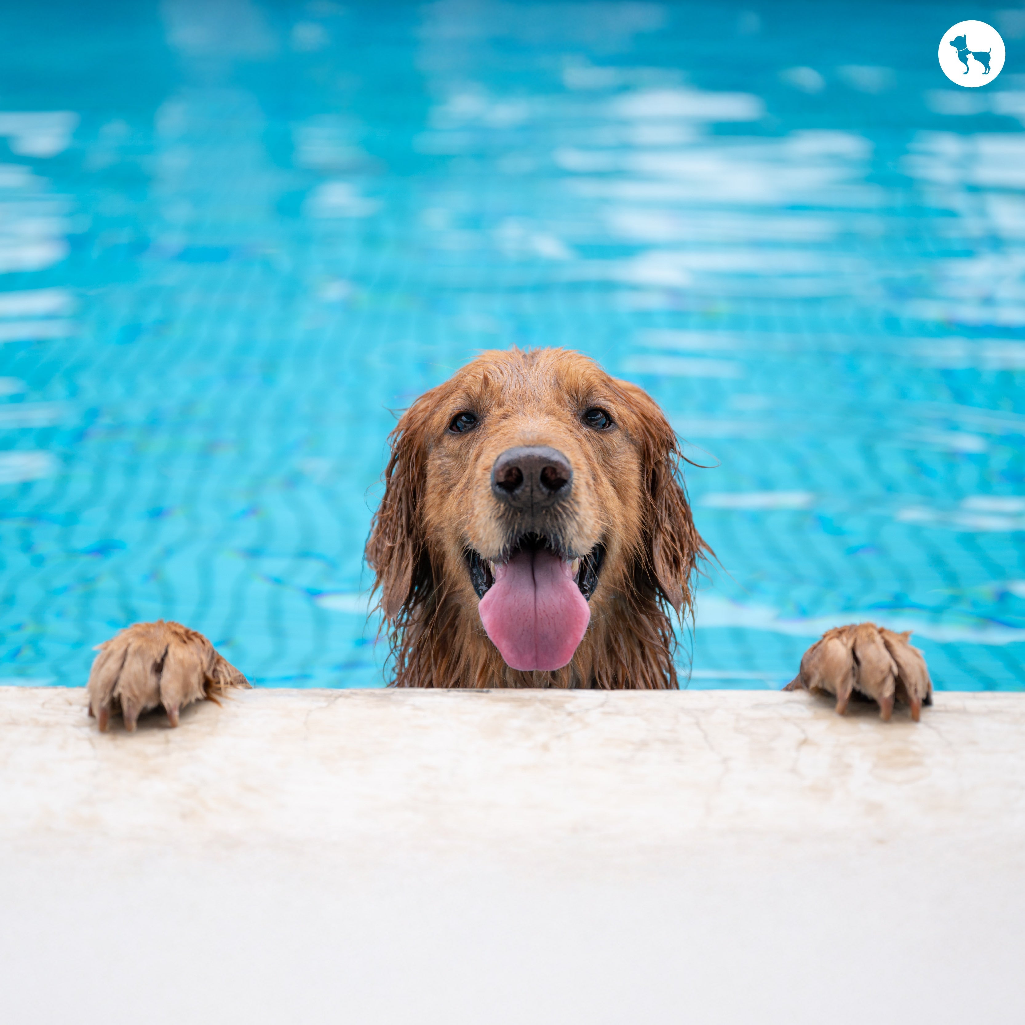 Can All Dogs Swim? A Comprehensive Guide To Pet Swimming: Tips & Guidelines