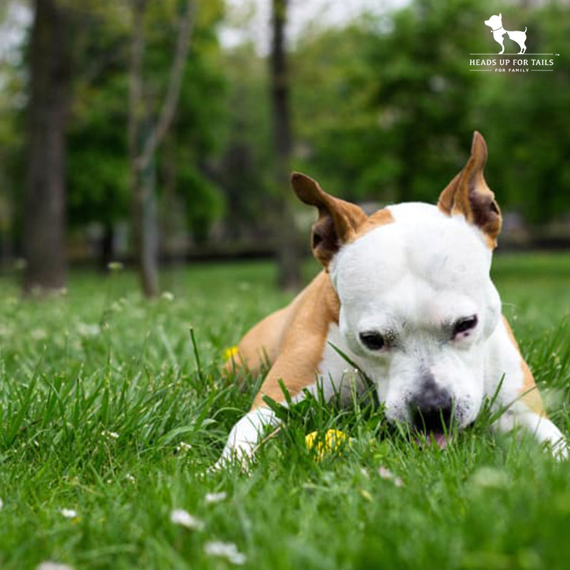 Why Do Dogs Eat Grass?
