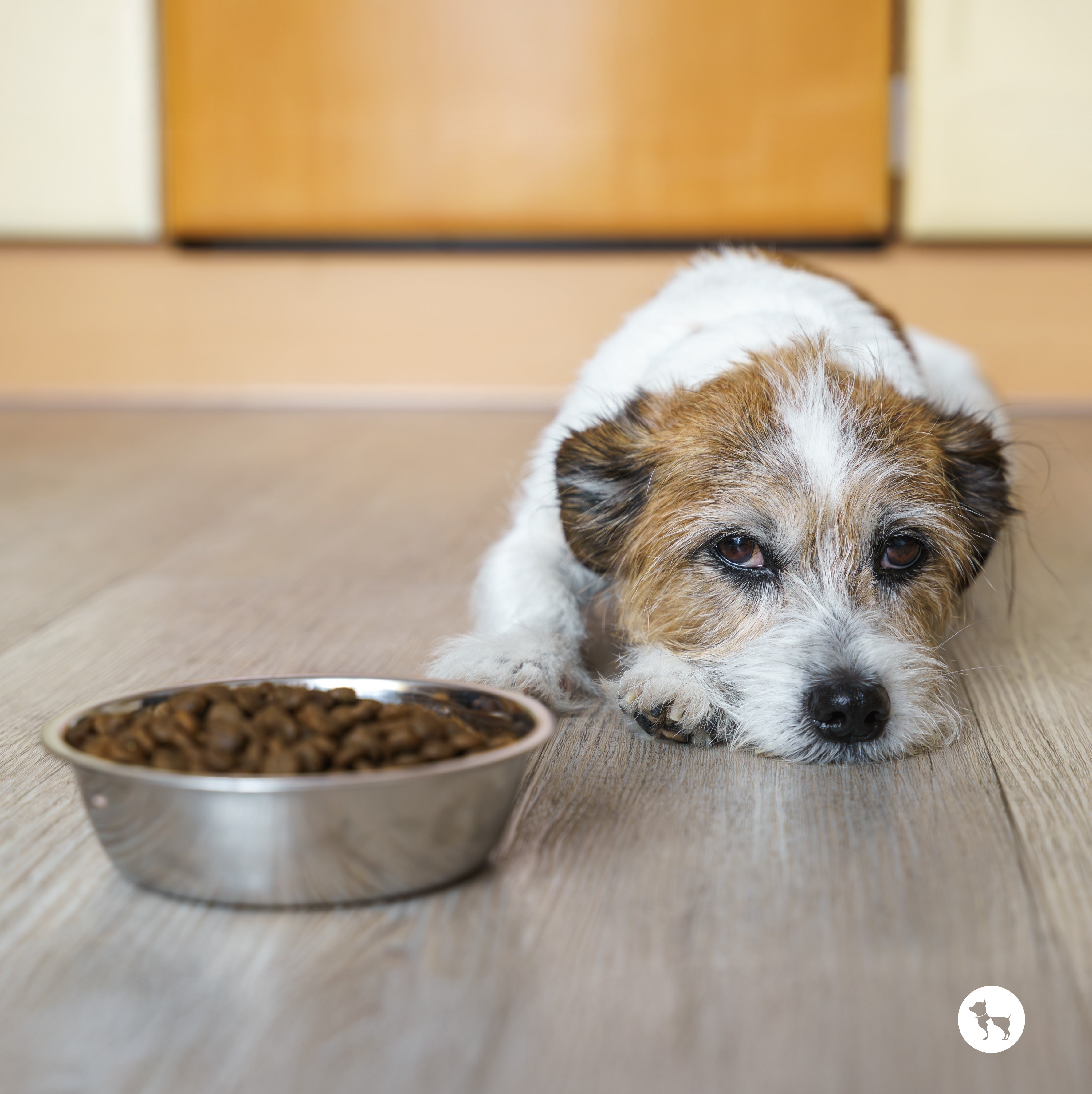 Dog Not Eating Food? Top Reasons and What You Can Do About It