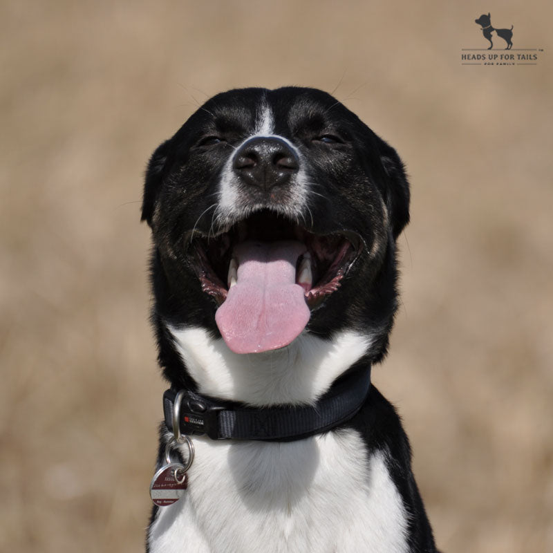 Tips On Preventing Dehydration And Heat Stroke In Pets