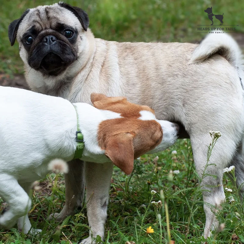 Why Do Dogs Smell Each Other's Butts?