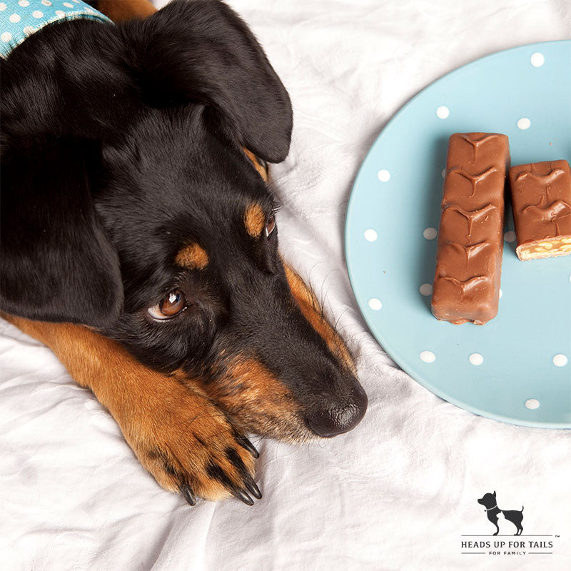 Can Dogs Eat Chocolate?