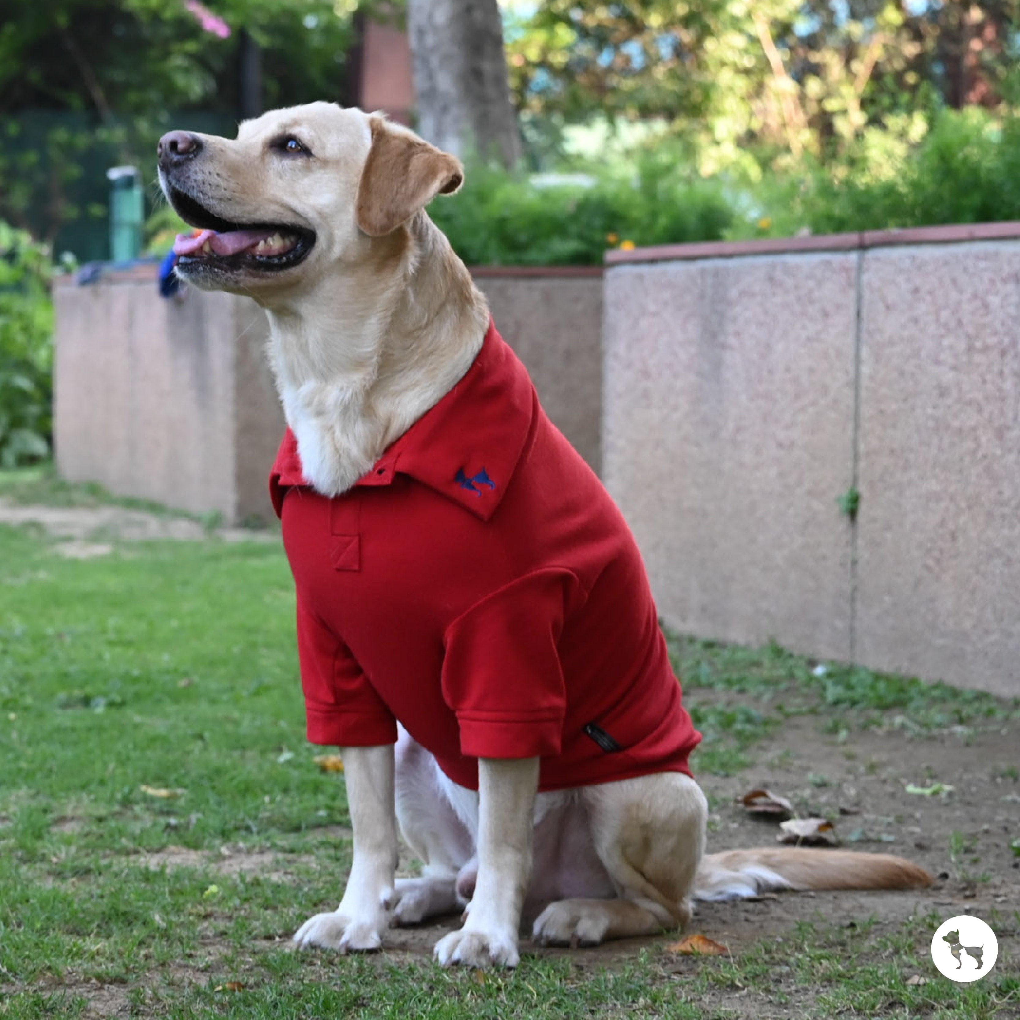 Best Fabrics for Dog Clothes: Keep Your Pet Comfortable & Safe