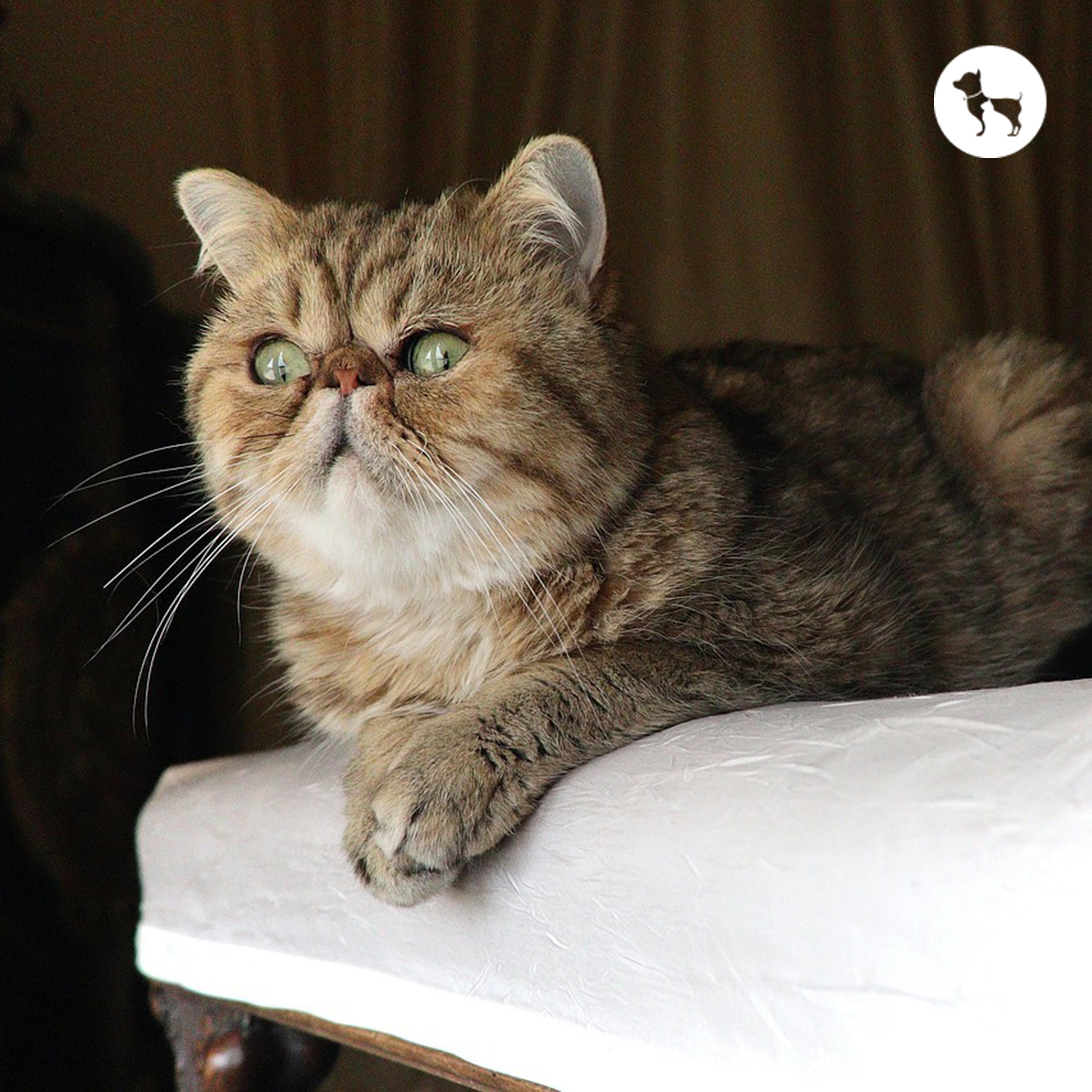 Exotic Shorthair Cat: Characteristics, Appearance, Training, Grooming, Nutrition & Health