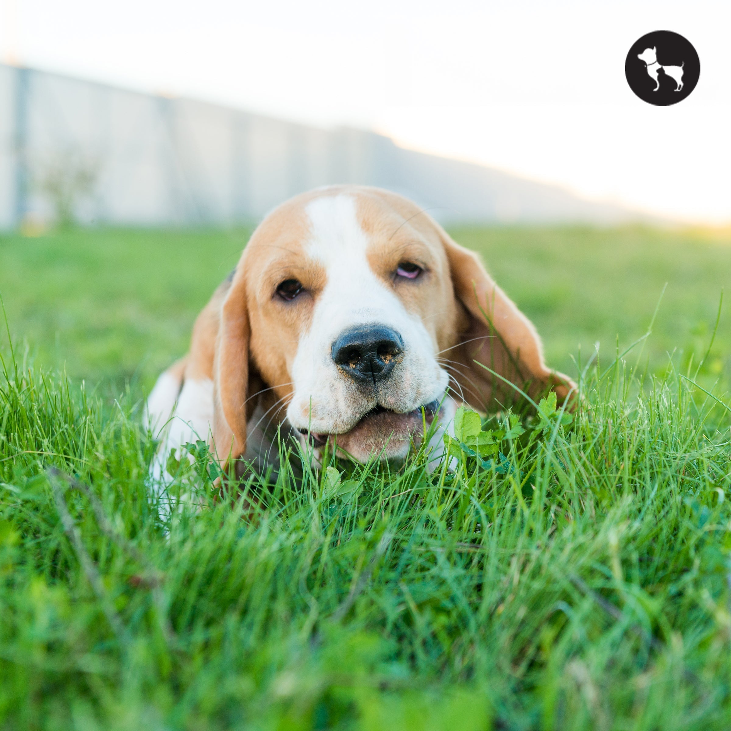 Dog Eating Grass? What It Means & When to Worry