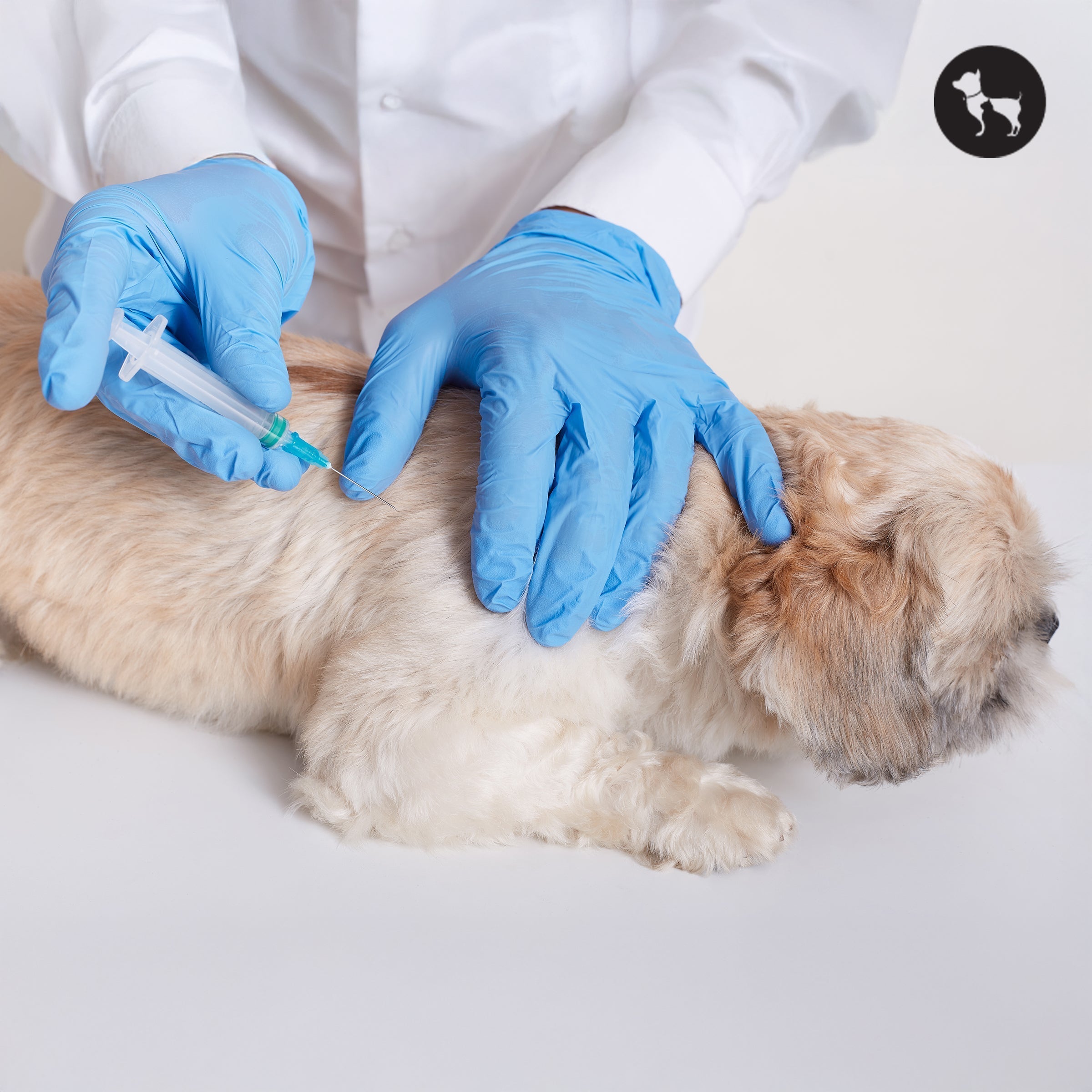 Tick Fever in Dogs: Symptoms, Causes, and Treatment You Should Know
