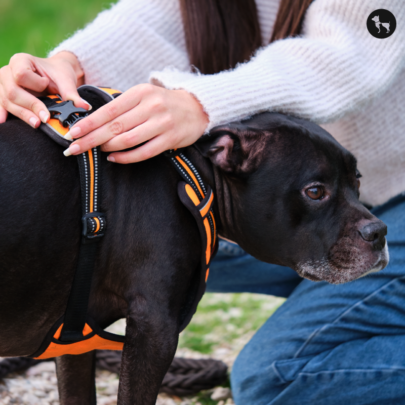 Safety First: Tips for Fitting and Adjusting Dog Harnesses Correctly
