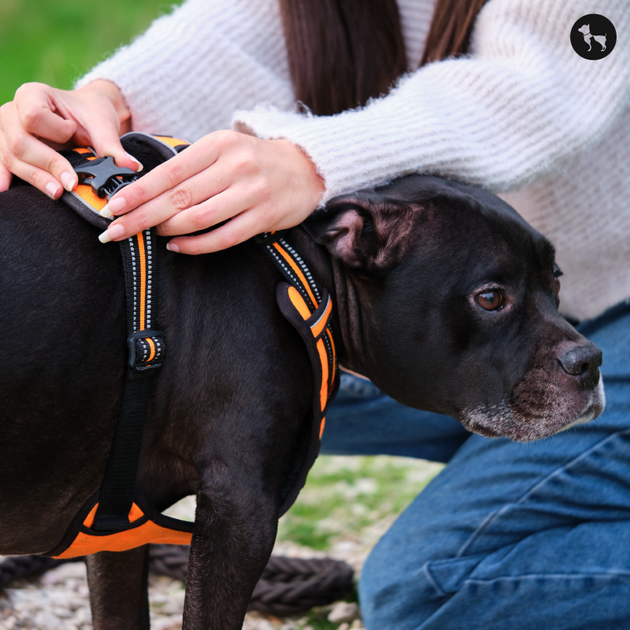 Safety First Tips for Fitting and Adjusting Dog Harnesses Correctly