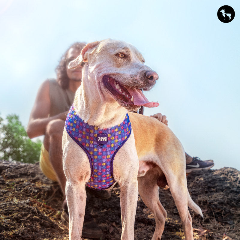 From Daily Walks to Hikes: Gear Essentials for Outdoor Adventures with Your Dog