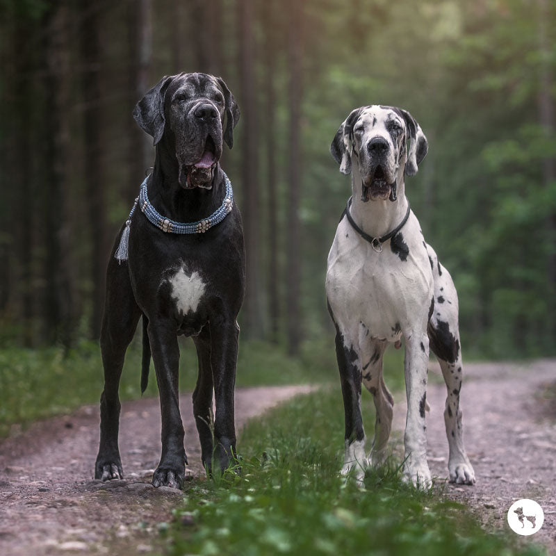 Great Dane Dog Breed: Temperament, Traits & Care Tips for Pet Parents