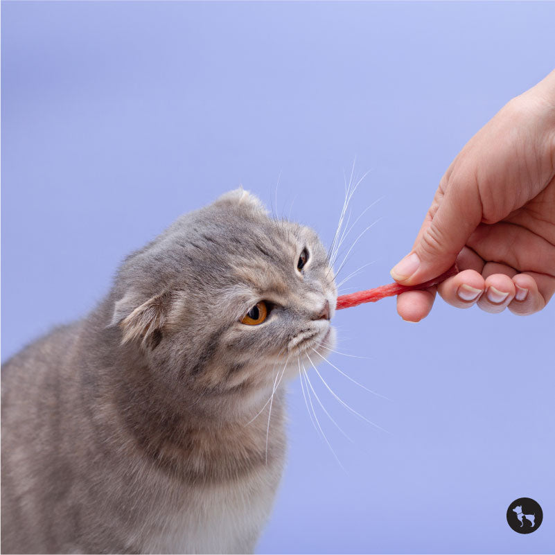 A Beginner’s Guide to Cat Treats: What to Look For and What to Avoid
