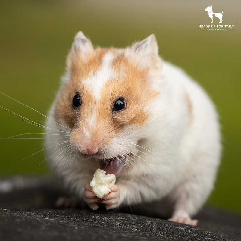 4 Things To Know Before Getting A Hamster