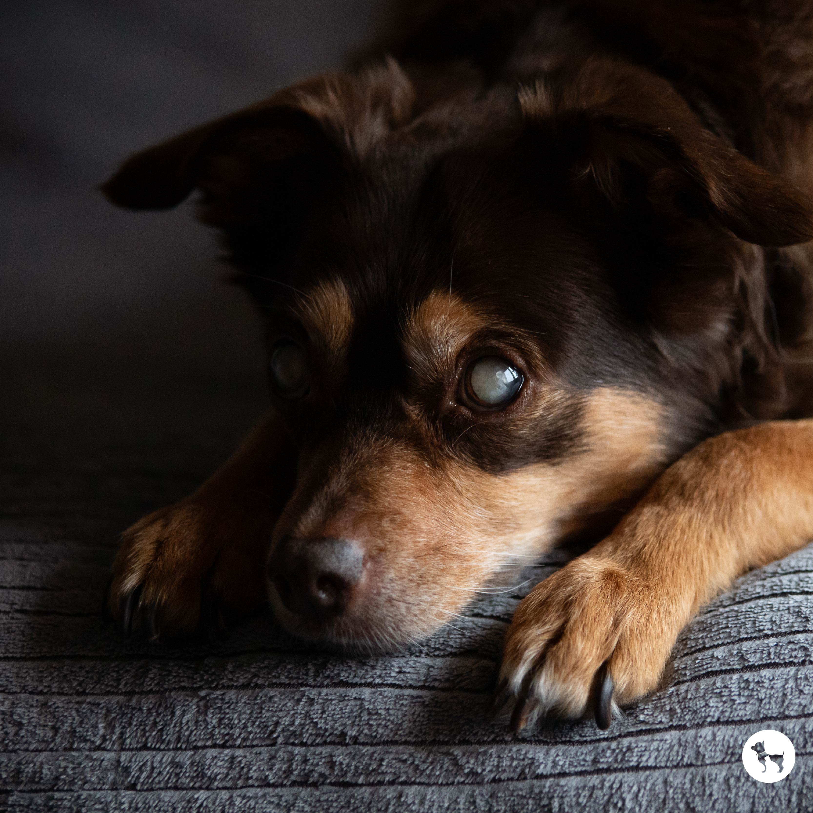 Helping a Senior Dog With Weak Eyesight Navigate Their Space