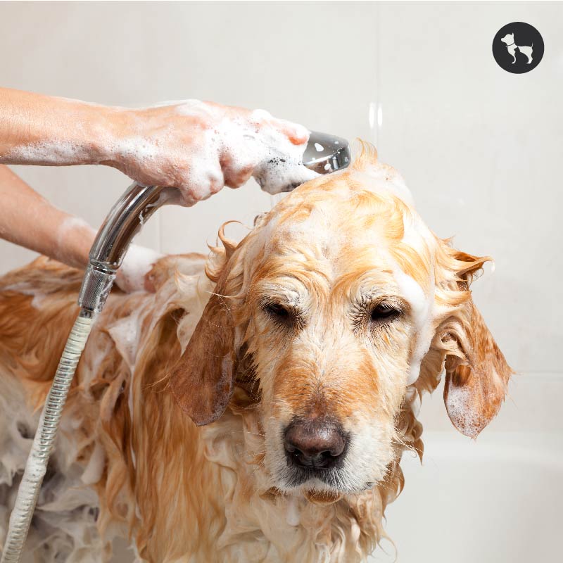 How Often Should You Bathe Your Dog?