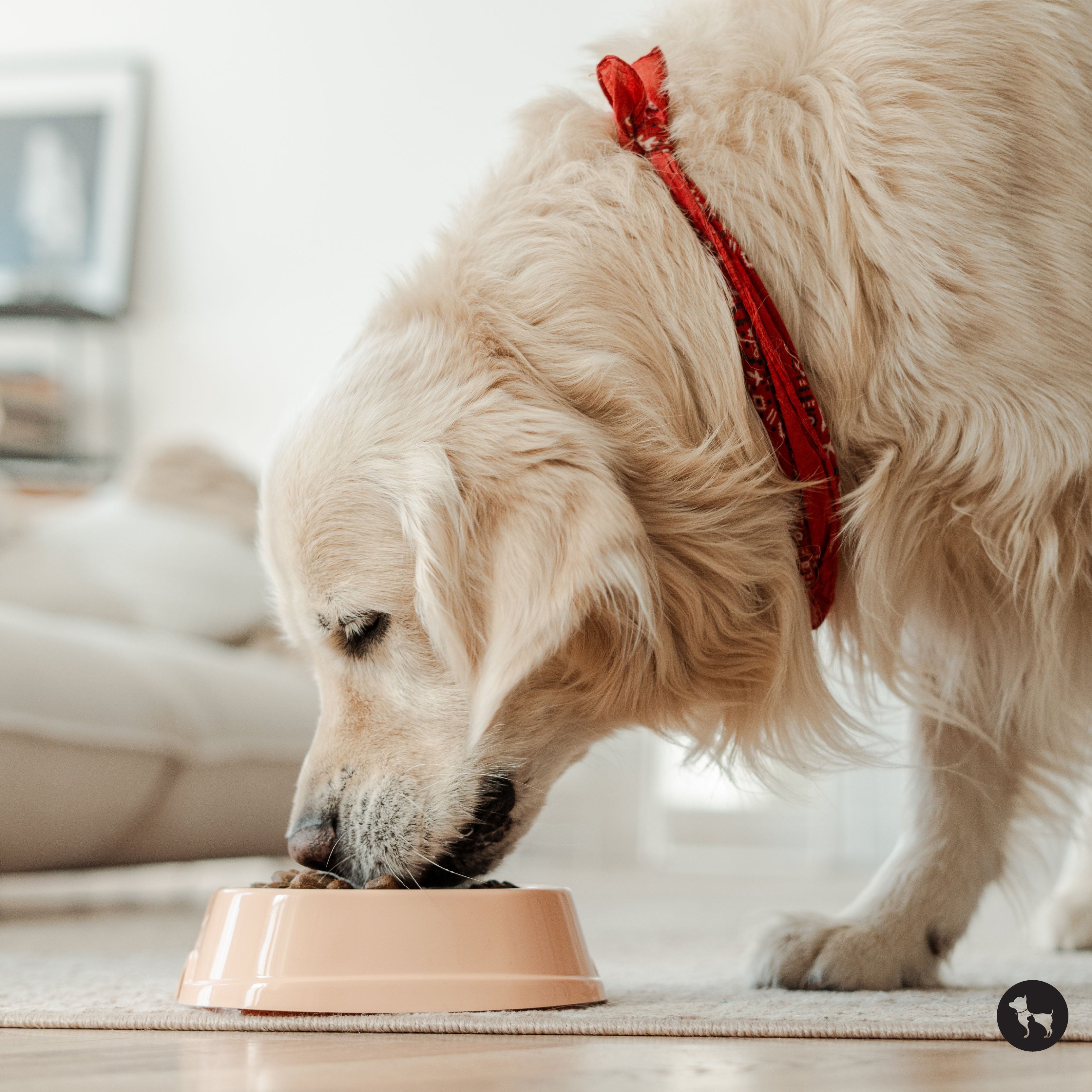 How does 60% Protein Dog Food Benefit Your Dog?