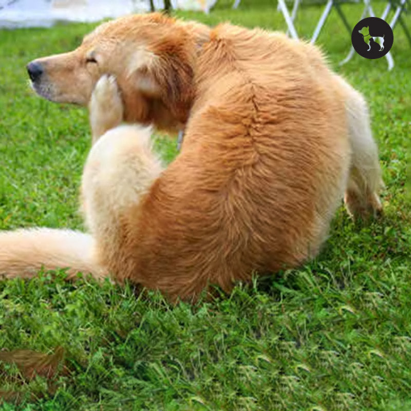 How to Apply Spot-On Treatment for Your Dog